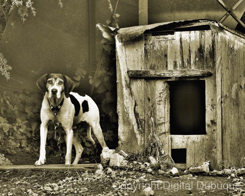 sepia_old_dog_house